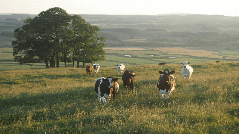 Cattle tracking and smart farming solutions