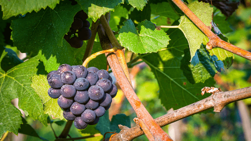 Smart agriculture and irrigation solutions